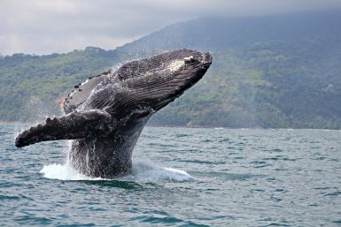 Foto: Costa Rica Tourism Board 